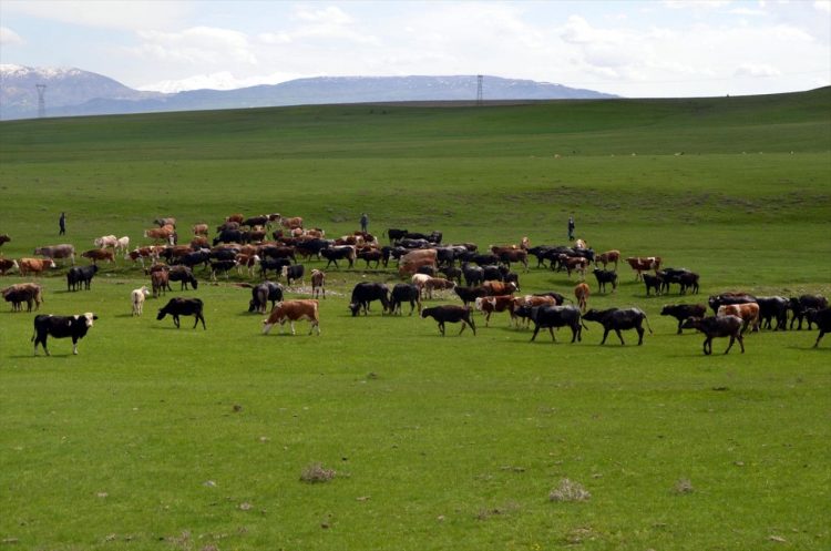 Musta coban bulamayan koyluler surulerini nobetleserek otlatiyor Habermeydan