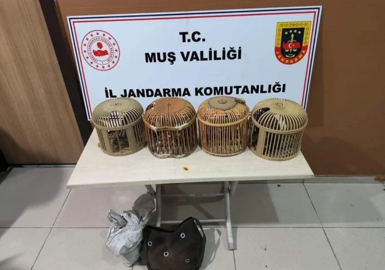 Musta kacak avcilar jandarmaya yakalandi Habermeydan