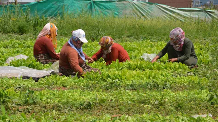 mus ta 5 bin donum alana tutun ekimi yapildi habermeydan