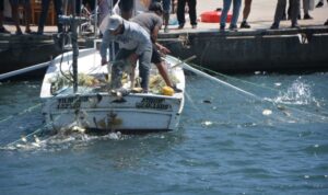 sinop ta deniz suyunun sogumasiyla tonlarca balik kiyiya vurdu1 habermeydan