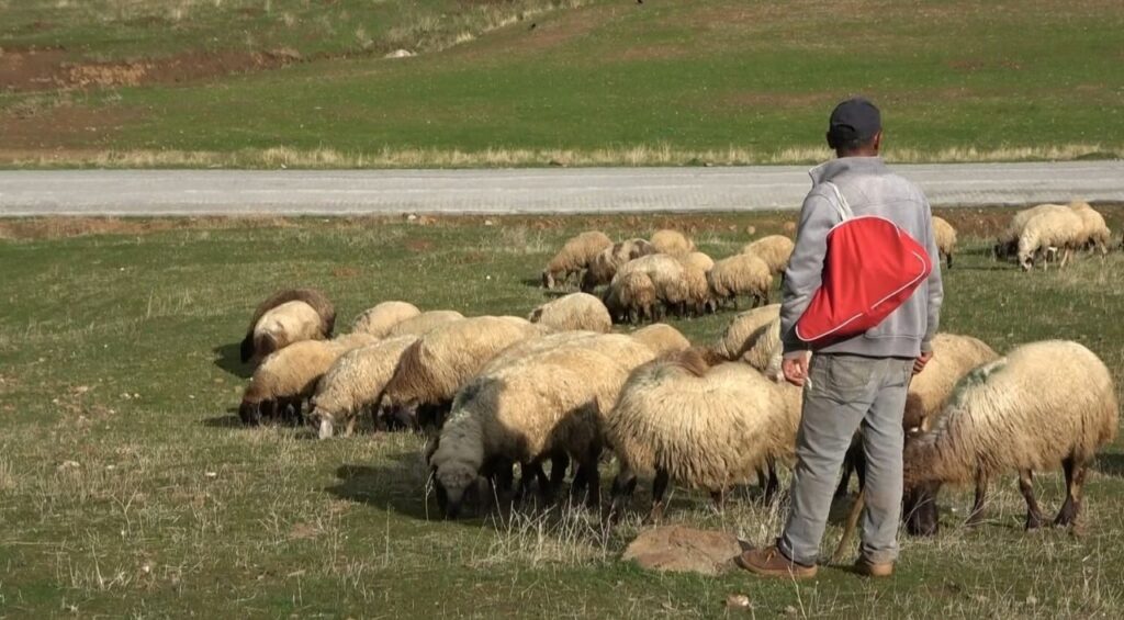 mus ta cobanlar artik sigortali olacak habermeydan