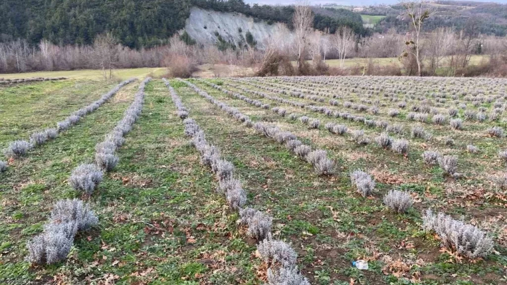 sinop ta ilk defa 700 adet salep dikimi yapildi habermeydan