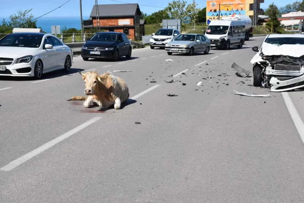 sinop ta bir otomobil buyukbas hayvana carpti habermeydan