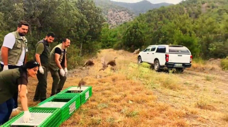 sinop boyabat ta 300 kinali keklik dogayla bulusturuldu habermeydan