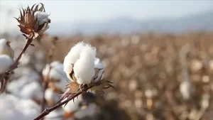 Soke Pamugu ABDden Cografi Isaret Tescili Aldi1 habermeydan