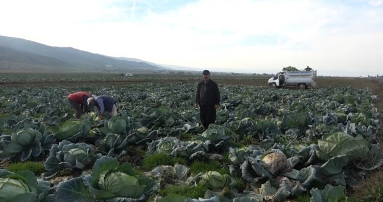 mus ta lahanadan 90 milyon tl gelir bekleniyor habermeydan