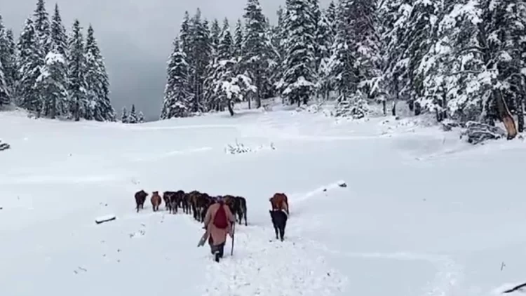 sinop turkeli de kar nedeniyle yaylada mahsur kalan yaylacilar kurtarildi habermeydan