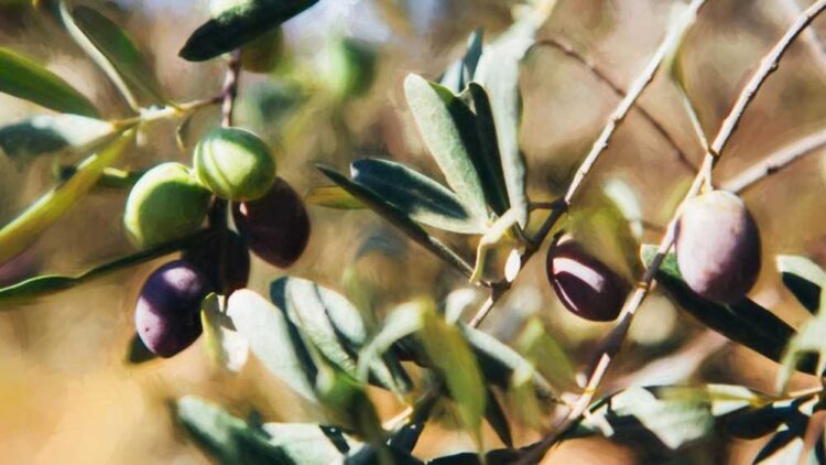 zeytin habermeydan