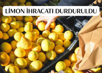 Ticaret Bakanlığı duyurdu! Limon ihracatı geçici olarak durduruldu