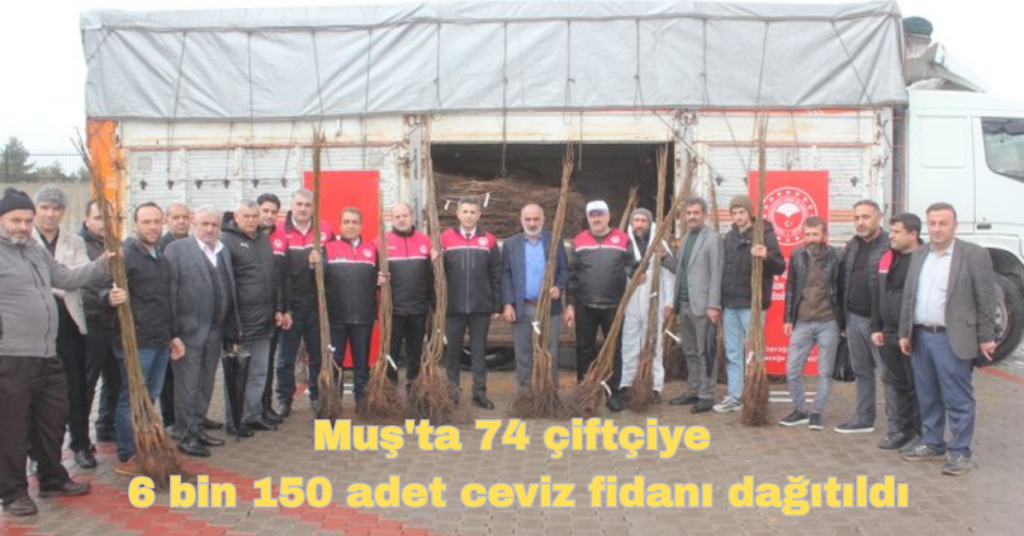 musta 74 ciftciye 6 bin 150 adet ceviz fidani dagitildi habermeydan
